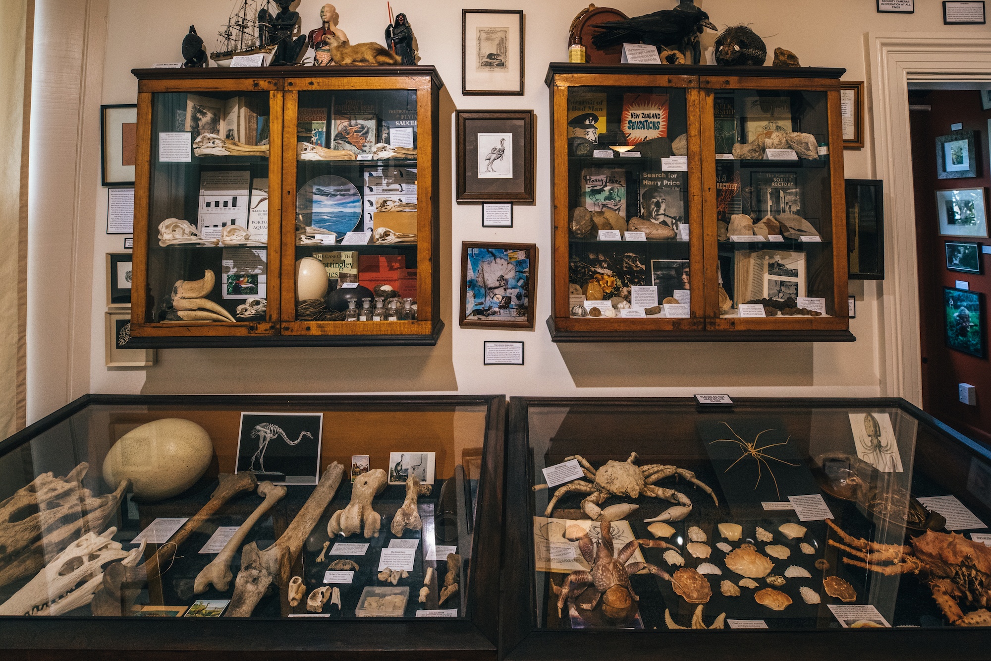 Read more about the article New Zealand’s quirkiest museum is full of mystery (and bones)